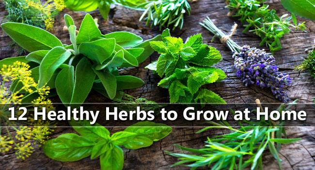 The Best Herbs to Grow and Eat at Home