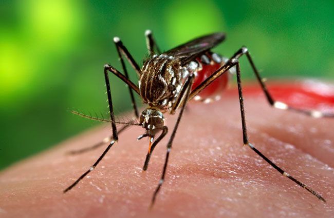 The Zika virus epidemic sparks fear globally